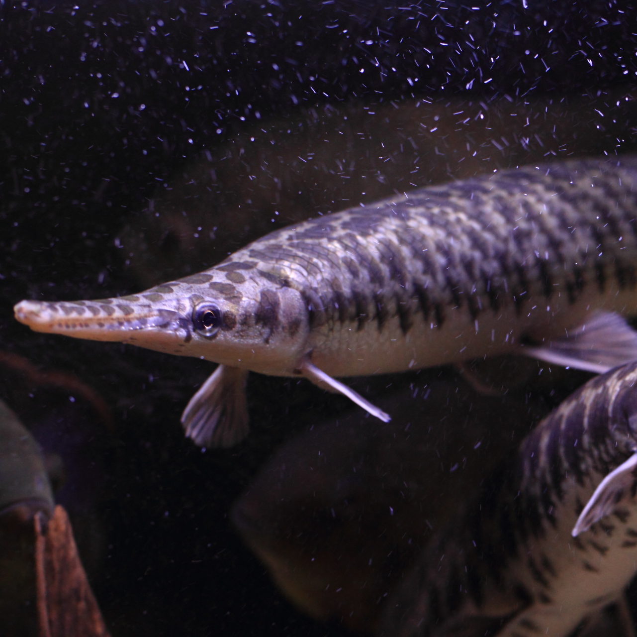 古代魚 ガーパイクの飼育方法 種類 値段 繁殖方法は Petrear ペットリア
