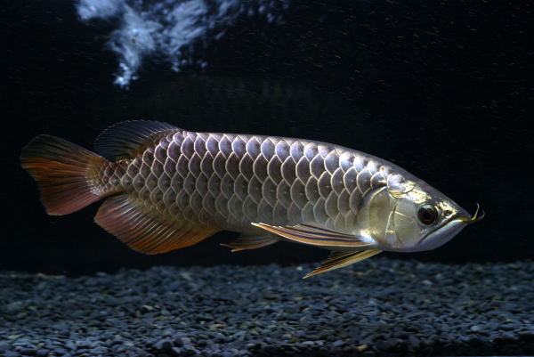 古代魚 アロワナの飼い方 種類 値段 寿命 混泳 飼育に必要な飼育用品は Petrear ペットリア