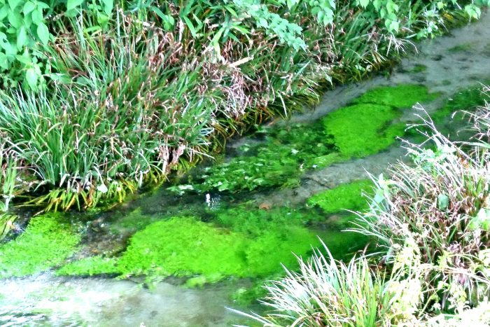 野生の水草を使うのは少し危険 採取した水草を使う時の注意点 Petrear ペットリア