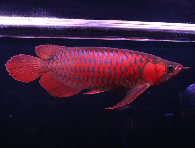 古代魚 アロワナの飼い方 種類 値段 寿命 混泳 飼育に必要な飼育用品は Petrear ペットリア
