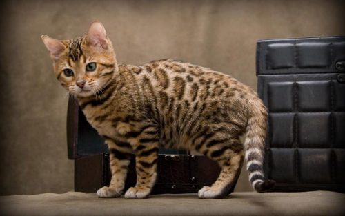 全98品種 猫の種類一覧 特徴と値段は 写真付き Petrear ペットリア