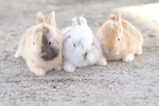 ウサギの飼い方 値段 種類 寿命 飼育に必要な飼育用品は Petrear ペットリア