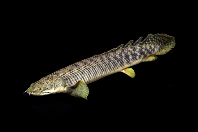 古代魚 ポリプテルスの繁殖方法 オスとメスの見分け方は Petrear ペットリア
