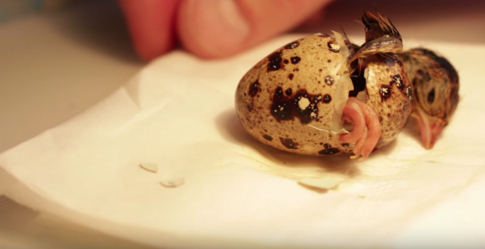 うずら の 卵 を 孵化 させる 方法